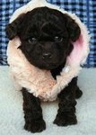 Amazing Black Toy Poodle - Poodle Dog