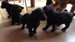 Amazing Black Toy Poodle - Poodle Dog