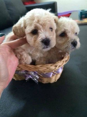 4 Cute Homebreed Toy Poodlefor Sale - Poodle Dog