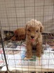 4 Cute Homebreed Toy Poodlefor Sale - Poodle Dog