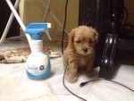 4 Cute Homebreed Toy Poodlefor Sale - Poodle Dog