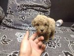 4 Cute Homebreed Toy Poodlefor Sale - Poodle Dog