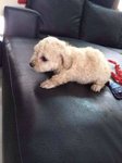 4 Cute Homebreed Toy Poodlefor Sale - Poodle Dog