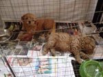 4 Cute Homebreed Toy Poodlefor Sale - Poodle Dog