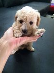 4 Cute Homebreed Toy Poodlefor Sale - Poodle Dog