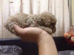 4 Cute Homebreed Toy Poodlefor Sale - Poodle Dog