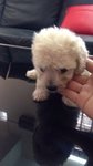 4 Cute Homebreed Toy Poodlefor Sale - Poodle Dog