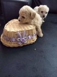 4 Cute Homebreed Toy Poodlefor Sale - Poodle Dog