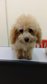 Toy Poodle (Cream Color) - Poodle Dog