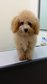 Toy Poodle (Cream Color) - Poodle Dog