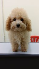 Toy Poodle (Cream Color) - Poodle Dog