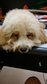 Toy Poodle (Cream Color) - Poodle Dog