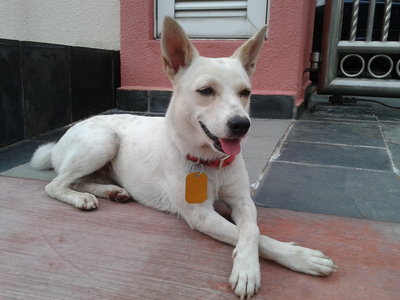 June - Mixed Breed Dog