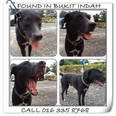 Found In Bukit Indah - Ampang - Labrador Retriever Mix Dog