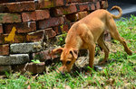 Sammy - Mixed Breed Dog