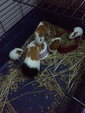 Golden And The Piggies  - Guinea Pig Small & Furry