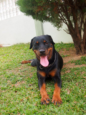 Caesar - Rottweiler Dog