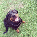 A friendly and cheerful Rottweiler