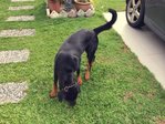 Caesar - Rottweiler Dog