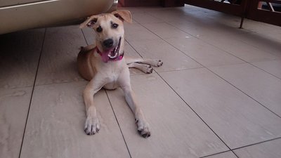 Eva - Mixed Breed Dog