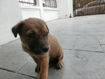 Tiny In The House(Puchong) - Mixed Breed Dog