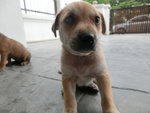 Tiny In The House(Puchong) - Mixed Breed Dog