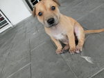 Tiny In The House(Puchong) - Mixed Breed Dog