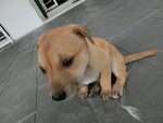 Tiny In The House(Puchong) - Mixed Breed Dog