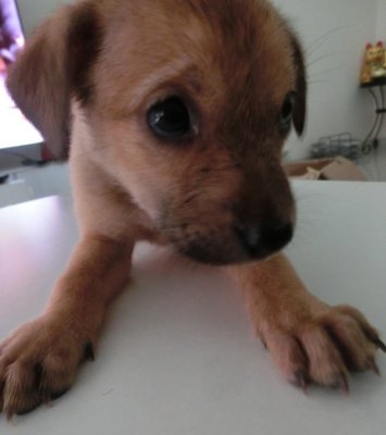 Tiny In The House(Puchong) - Mixed Breed Dog