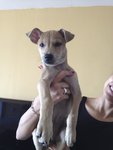 Simba - Mixed Breed Dog