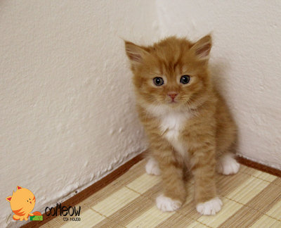 Mix Persian - Persian Cat