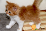 Mix Persian - Persian Cat
