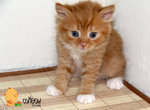 Mix Persian - Persian Cat
