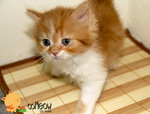 Mix Persian - Persian Cat