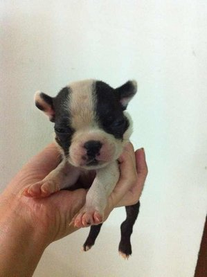 Boston Baby - Boston Terrier Dog