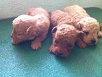 Poodle Puppies - Poodle Dog