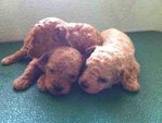 Poodle Puppies - Poodle Dog