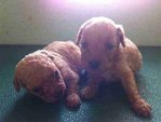 Poodle Puppies - Poodle Dog