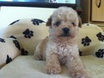 Poodle Puppies - Poodle Dog