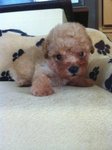 Poodle Puppies - Poodle Dog