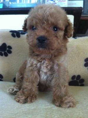 Poodle Puppies - Poodle Dog