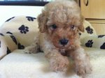 Poodle Puppies - Poodle Dog