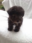 98taiwan Silver Poodle With Mka - Poodle Dog