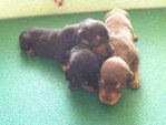 Dachshund Puppy - Dachshund Dog