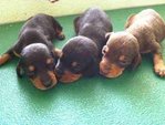 Dachshund Puppy - Dachshund Dog