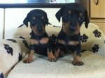 Dachshund Puppy - Dachshund Dog