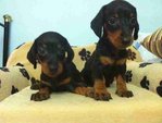 Dachshund Puppy - Dachshund Dog