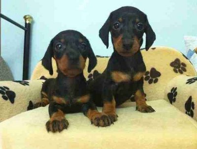 Dachshund Puppy - Dachshund Dog