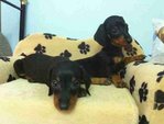 Dachshund Puppy - Dachshund Dog