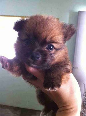 Tiny Pomeranian  - Pomeranian Dog